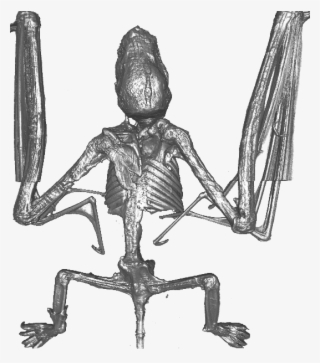 Bat #7443446 Bat #7443446