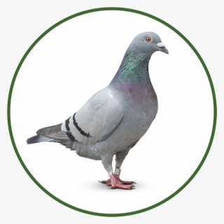 Dove Icon Png #7443717