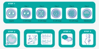 In Vitro Fertilization [introduction Of The Sperm And #7443773