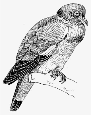 This Free Icons Png Design Of Ring Dove #7444046