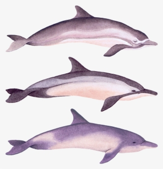 Dolphins #7444627
