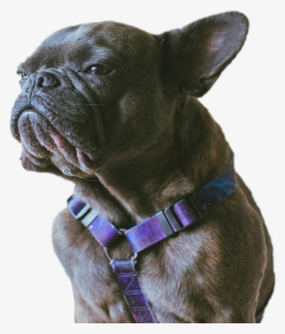 Annoyed Png #7444995