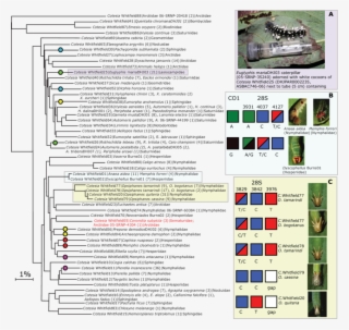 Nj Tree With 1 Representative For Each Of The 53 Provisional #7447299