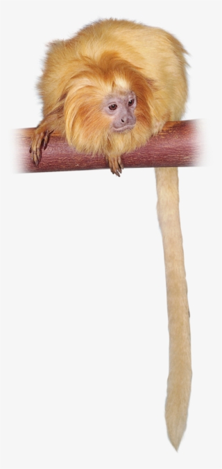 Golden Lion Tamarin Golden Lion Tamarin, New World #7449224