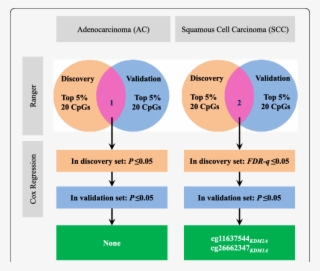 Adenocarcinoma And Squamous Cell Carcinoma Samples #7462251