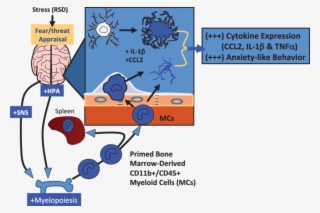 Microglia And Cd11b /cd45 Mcs Contribute To Social #7464444