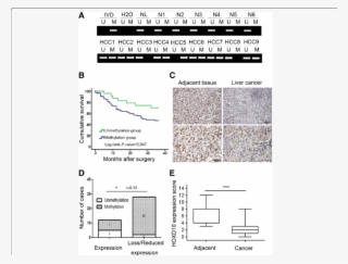 The Expression And Methylation Status Of Hoxd10 In #7465248