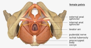 16 - Pelvic Diaphragm - Caudal - With Nerve - Titles #7466745