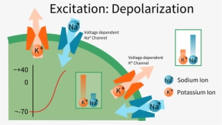 Nerve Cell Depolarization #7466790