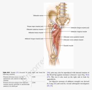 3 Anatomy Of The Obturator Nerve #7467145