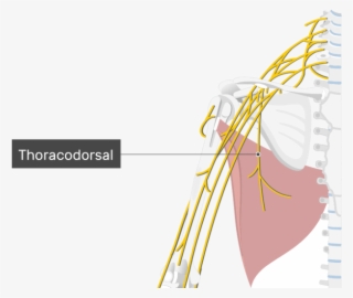 An Image Showing The Thoracodorsal Nerve Coming Out #7467690