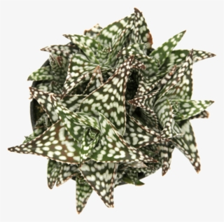 Aloe "snowstorm" Succulent Plant #7469269