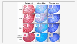 Histological Analysis Of Cbmc Hipsc Derived Chondrogenic #7471167
