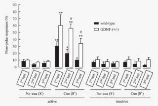 Active And Inactive Nose Poke Responses During Cue #7472678