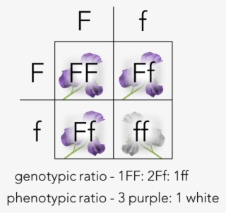 Punnett Square Of A Monohybrid Cross #7474454