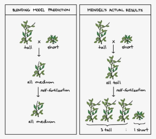 Image Comparing The Predictions Of The Blending Model #7474570