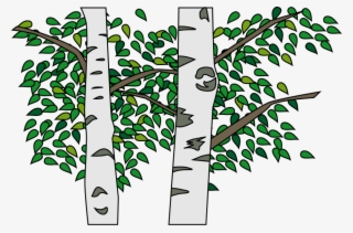 Silver Birch #7478166