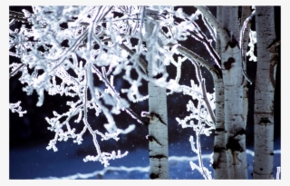 50020 Snowy Birch #7478850