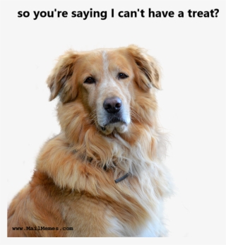 No Treat #7483194