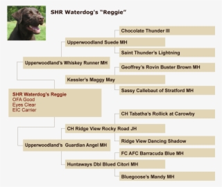 Certificate Of Pedigree #7488112