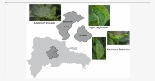 The Provinces In Dominican Republic Where Symptomatic #7497008