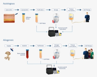 Counting Of Mesenchymal Stem Cells #7497844