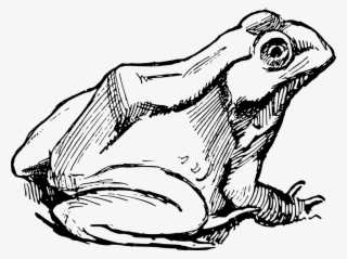 Amphibian Drawing Frog Simple Sketch #7498173