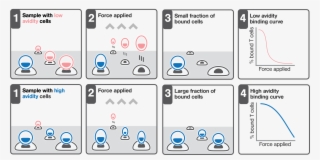 Cell Cell Avidity Based Screening Sorting Z Movi #7498231