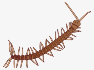 Millipede Clipart Milipede #7498439