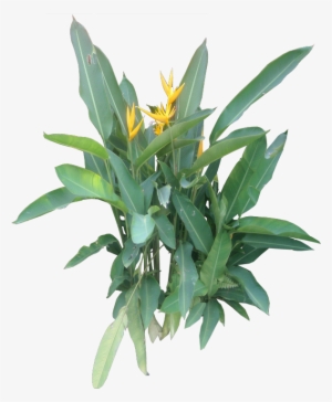 Next - Ornamental Plant Png Free #750146