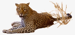 Leopard Transparent Png - Leopard With Transparent Background #750297