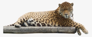 Download - Jaguar Animal Png #750325