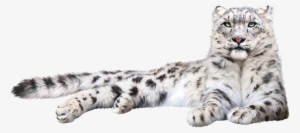 Snow Leopard Png #750371