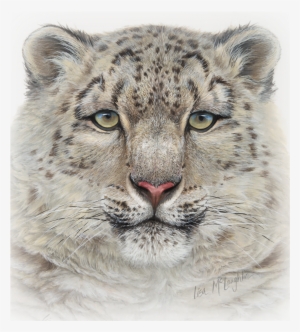 Lisa Mclaughlin's Detailed Wildlife Watercolors #750397