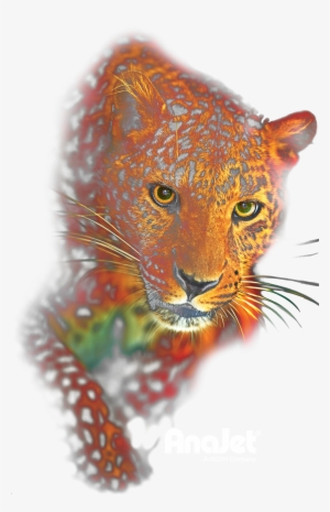 Leopard - African Leopard #750417