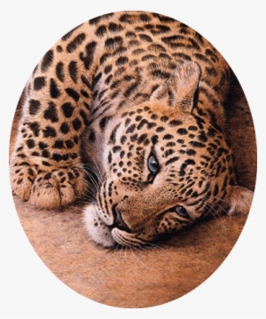 Trevor Boyer Young Leopard - African Leopard #750975