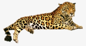 Leopard Png Transparent Free Images Png Only - Leopardo Png #751208 Leopard Png Transparent Free Images Png Only - Leopardo Png #751208