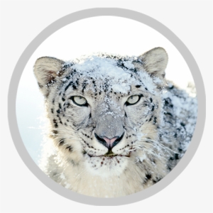 Leopard - Snow Leopard Hemis National Park #751277