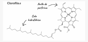 Main Page Hero Text - Calligraphy #751327