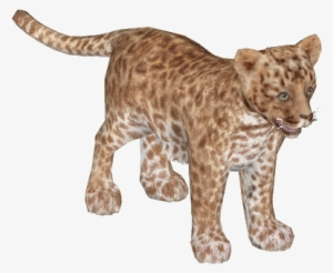 African Leopard Young8 - Leopard #751616