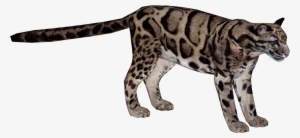 Kitty Leopard, Backgrounds Img, Rating Wallpaper - Clouded Leopard Png #751687