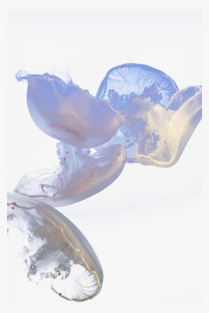 Jelly Fish Pinterest And - Transparent Jellyfish #751792