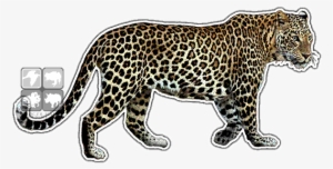 Indian Leopard Decal - Indian Leopard #751941