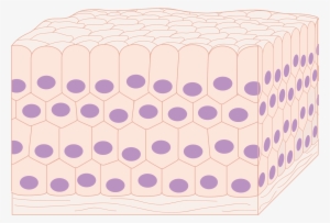 Open - Cells And Tissues #754171