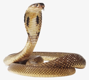 Cobra Snake Png Transparent Image - Snake Png #754592