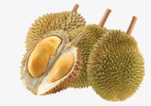 Durian The Smelliest Superfruit - Malaysian Fruits Transparent Background #755219