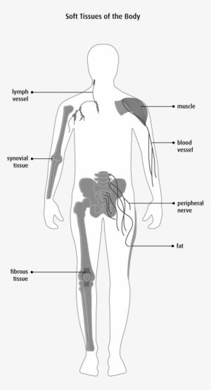 Diagram Of The Soft Tissues Of The Body Biology Diagrams