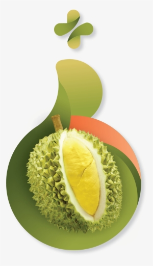 Durian Benefits - Durian #755727