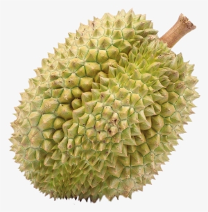 Durian #756123