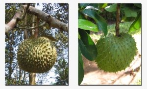 The Durian And Lookalike Soursop (right) #756436